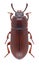 Beetle Uloma culinaris male