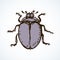 Beetle. Vector drawing