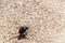 Beetle walking on the sand