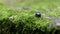 The beetle walks on wall covered with green moss