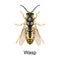 Beetle wasp vector icon.Realistic vector icon isolated on white background beetle wasp.