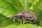 Beetle weevil.