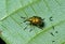Beetle weevil 2