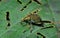 Beetle weevil