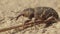 Beetle weevil of Otiorhynchus, Otiorrhynchus, Curculionidae on the sand ground