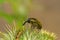 Beetle weevil sitting on burdock