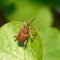 Beetle weevil sitting on a leaf.