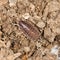 Beetle wood louse in nature