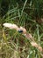 Beetle on a yellow blade of grass