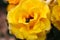 Beetle on Yellow (Goldmarie) Rose