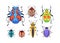 Beetles and bugs set. Summer insects with colorful wings, antennae, top view. Nature, fiction fancy multicolored fauna
