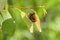 Beetles chrysomela tremulae mate on alder leaves hrysomela tremulae