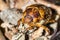 Beetles: Cockchafer or Maybug Melolontha melolontha