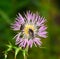 Beetles eating pollen inside a colorful wild thistle flower