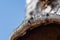 Beetles eating on a polypore fungus