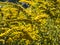 Beetles, flies and other insects on yellow flowering goldenrod
