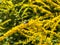 Beetles, flies and other insects on yellow flowering goldenrod