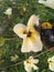 Beetles fly after suck honey on white buttercup flower