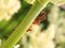 Beetles hide behind a stalk of rhubarb. Insects mate. Funny bright picture on the theme of summer and sex. Macro