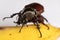 Beetles, Insects, Bugs are a group of insects form the order Coleoptera,Animal samples for education.