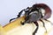 Beetles, Insects, Bugs are a group of insects form the order Coleoptera,Animal samples for education.