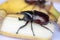Beetles, Insects, Bugs are a group of insects form the order Coleoptera,Animal samples for education.