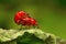 Beetles mating, Unidentified , Aarey Milk Colony , INDIA