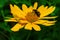 Beetles Meloidae. Beetle Latin: Mylabris variabilis sits on a yellow flower Sunflower plant Latin: Heliopsis.  Beetle closeup