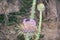 Beetles on Onopordum acanthium flower