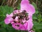 Beetles on a Pink Flower
