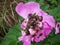 Beetles on a Pink Flower