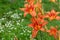 Beetles pollinate orange daylilies on the flowerbed