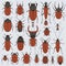 Beetles set