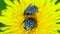 Beetles sitting on a flower