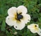 A beetles suck honey on turnera subulata or white buttercup flower plant in a garden