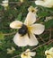 Beetles suck honey on white buttercup flower