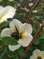 Beetles suck honey on white buttercup flower