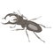 Beetles - vintage engraved illustration