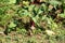 Beetroot or Beta vulgaris plants with thick green leaves and dark red stems surrounded with other plants growing in home garden