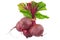 Beetroot bunch