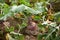 Beetroot growing on summer garden bed