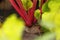 Beetroot grows in the soil in the garden. Close-up macro bokeh