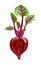 Beetroot illustration