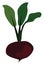 Beetroot, illustration, vector