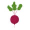 Beetroot isolated element in cartoon style on white. Whole beetroot vegetable with leaves