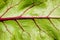 Beetroot Leaf Background
