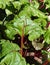 Beetroot leaves garden