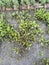 Beetroot plants in a small organic farm