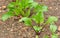 Beetroot plants starting to develop in a vegetable plot