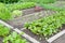 Beetroot plants on a vegetable garden ground
